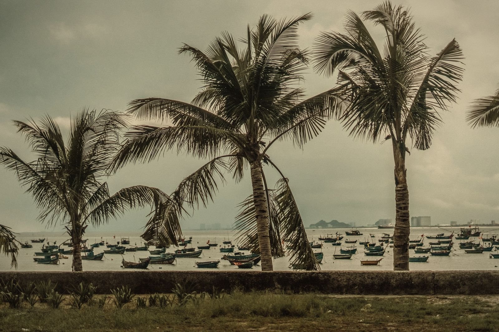 Palm trees and round fishing boats along the Da Nang coast