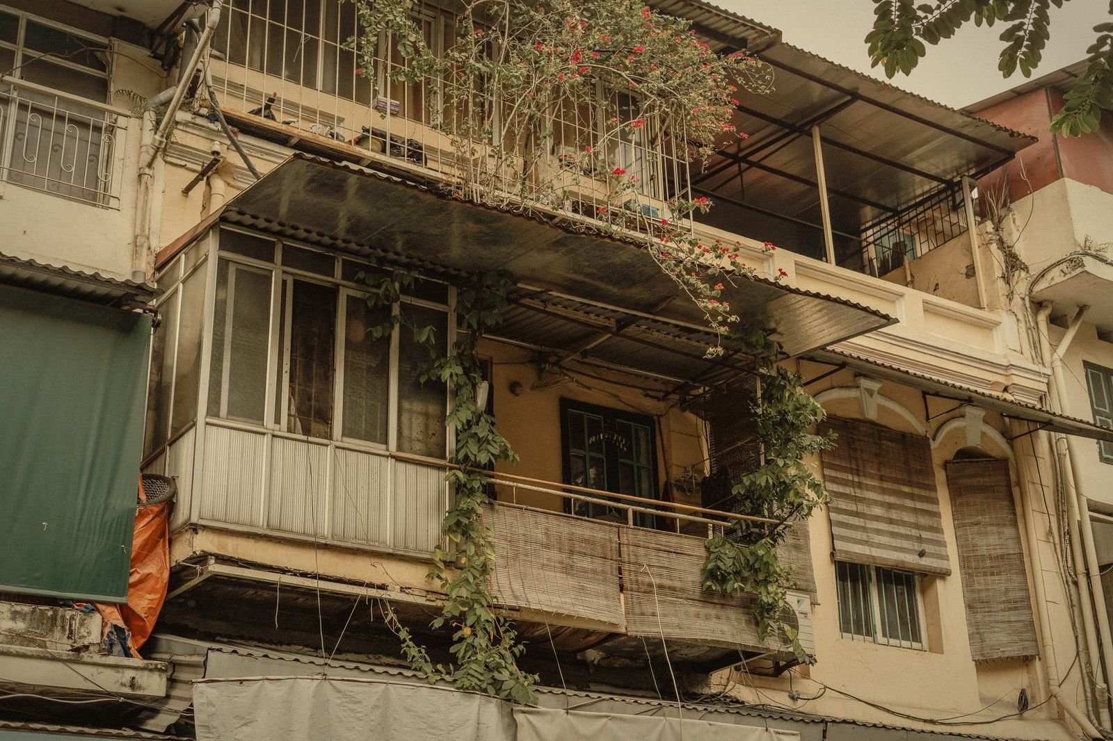 A weathered French colonial balcony overgrown with plants in Hanoi