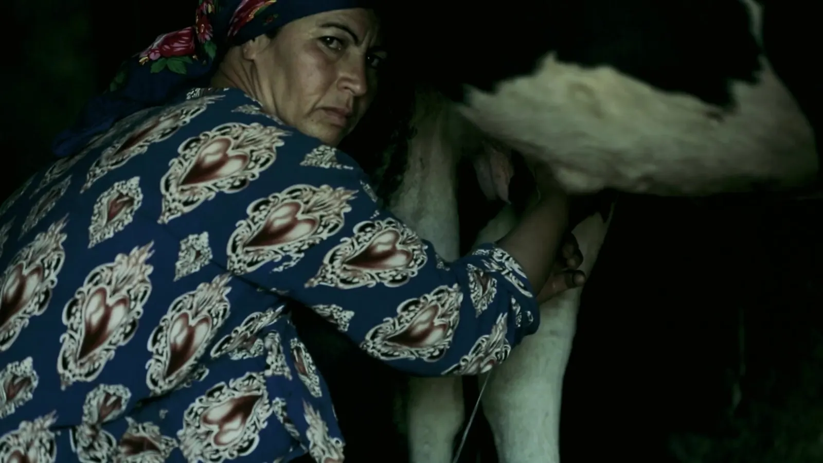 Decent Work, Up Close: ILO Documentary Films 5 A woman in a floral headscarf milking a cow in a dim barn, looking back over her shoulder
