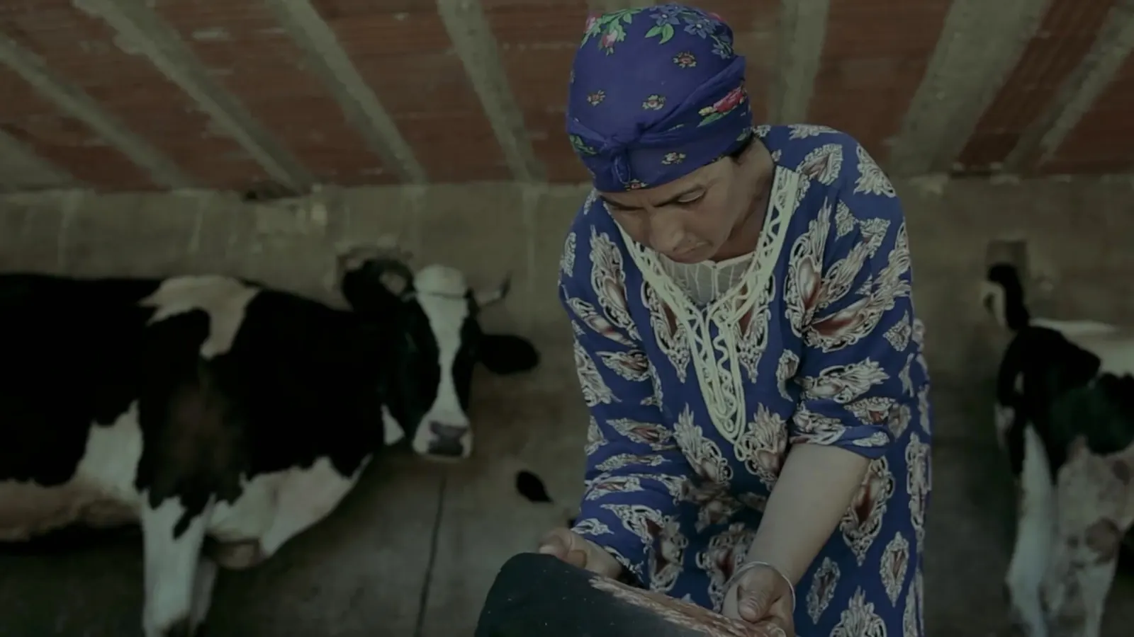 Woman tending cows in a barn, still from the ILO documentary films in Tunisia