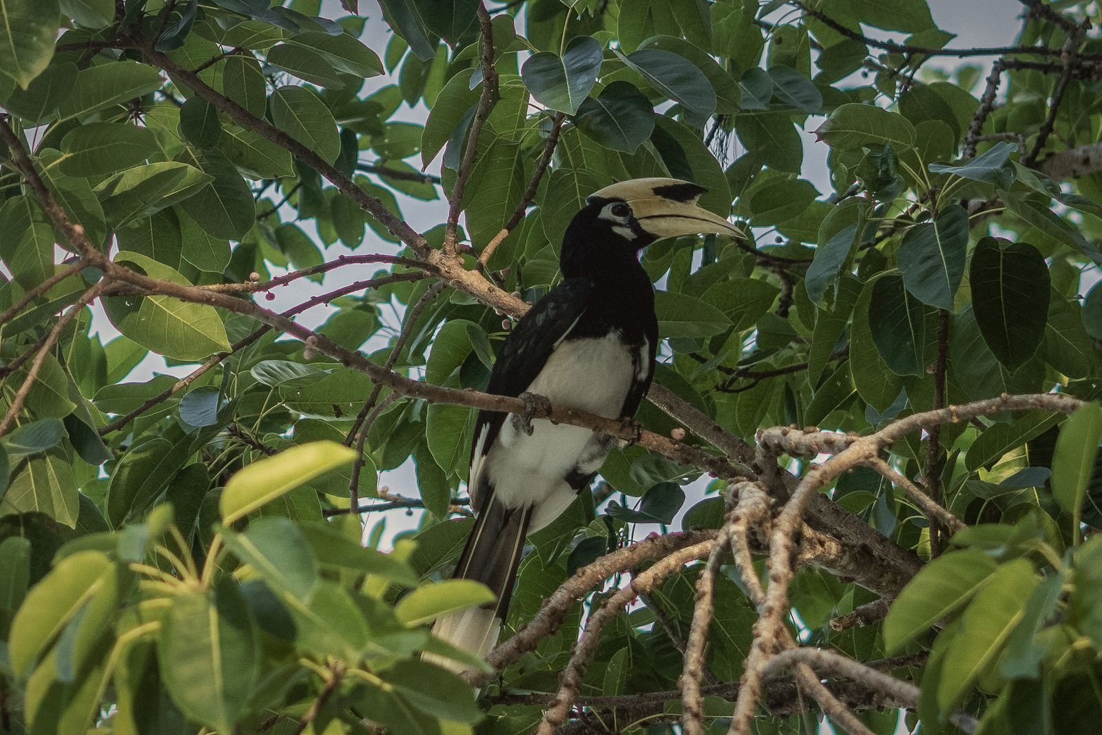 An oriental pied hornbill perched in the Krabi jungle canopy